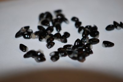 Akebia quinata - akébie pětičetná - semena